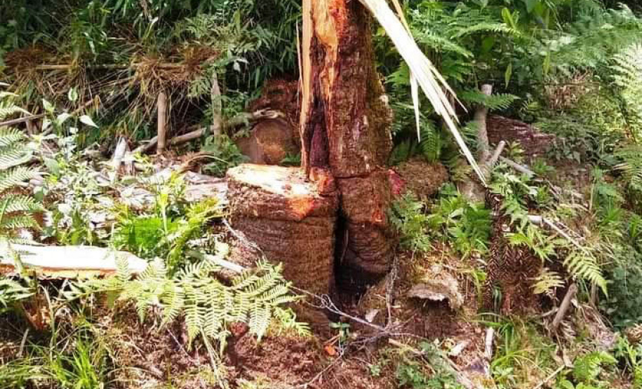 Megaoperação contra desmatamento resulta em prisões em General Carneiro