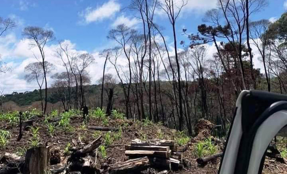 Megaoperação contra desmatamento resulta em prisões em General Carneiro