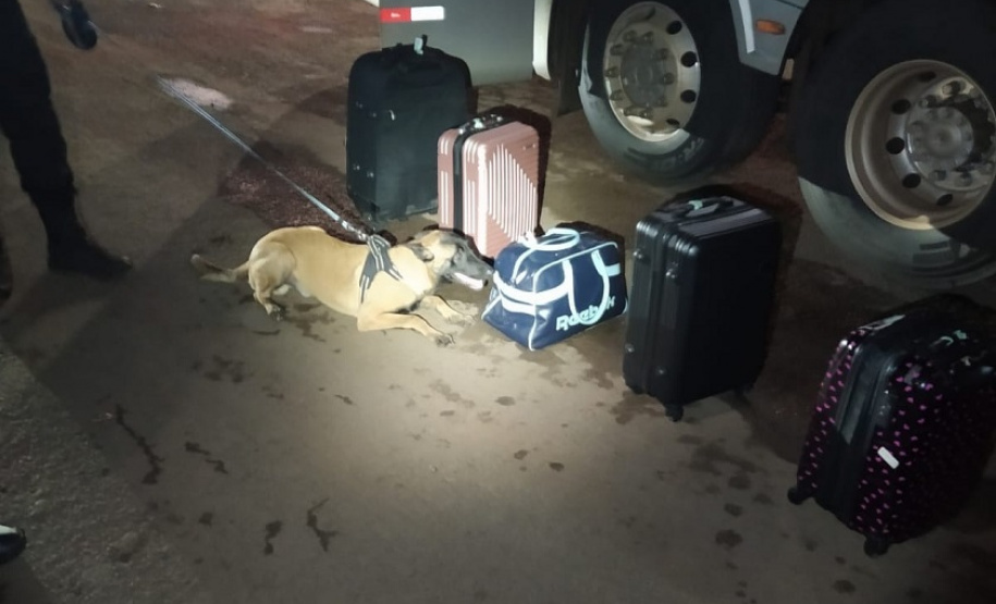 Cães policiais de Londrina participam de operação em conjunto com a PRE