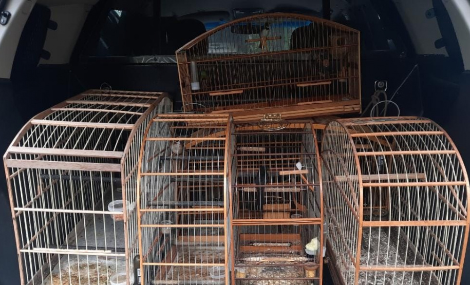 Polícia Ambiental apreende aves mantidas em cativeiro no Litoral