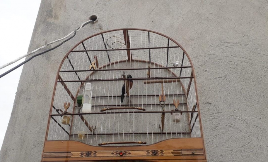 Polícia Ambiental apreende aves mantidas em cativeiro no Litoral