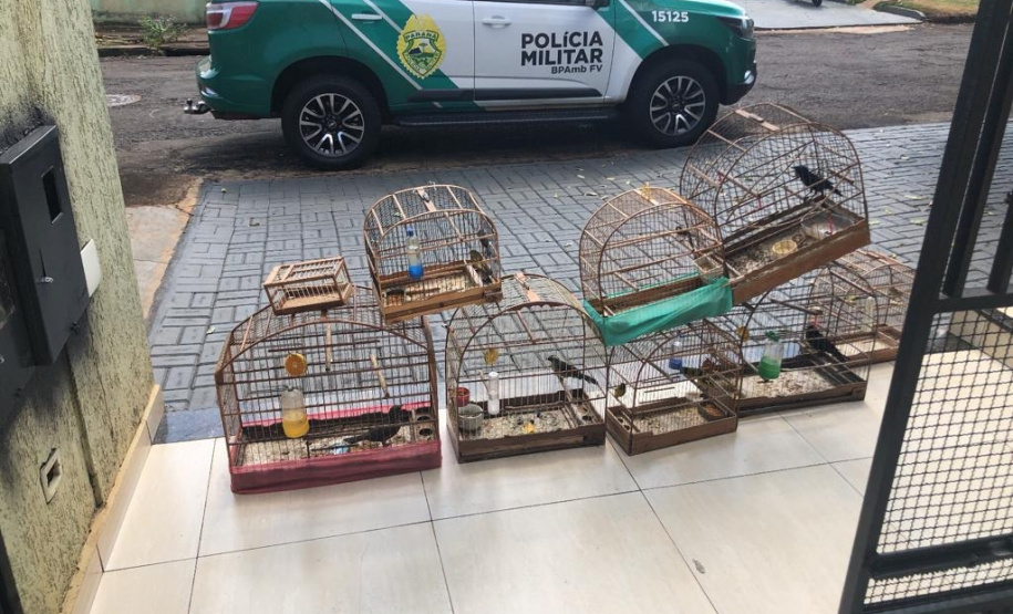 Após denúncia ao 181, Polícia Militar encontra ponto ilegal de venda de aves silvestres