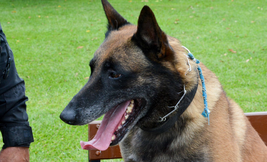 1ª Cãominhada das Forças Policiais vai movimentar São José dos Pinhais no domingo