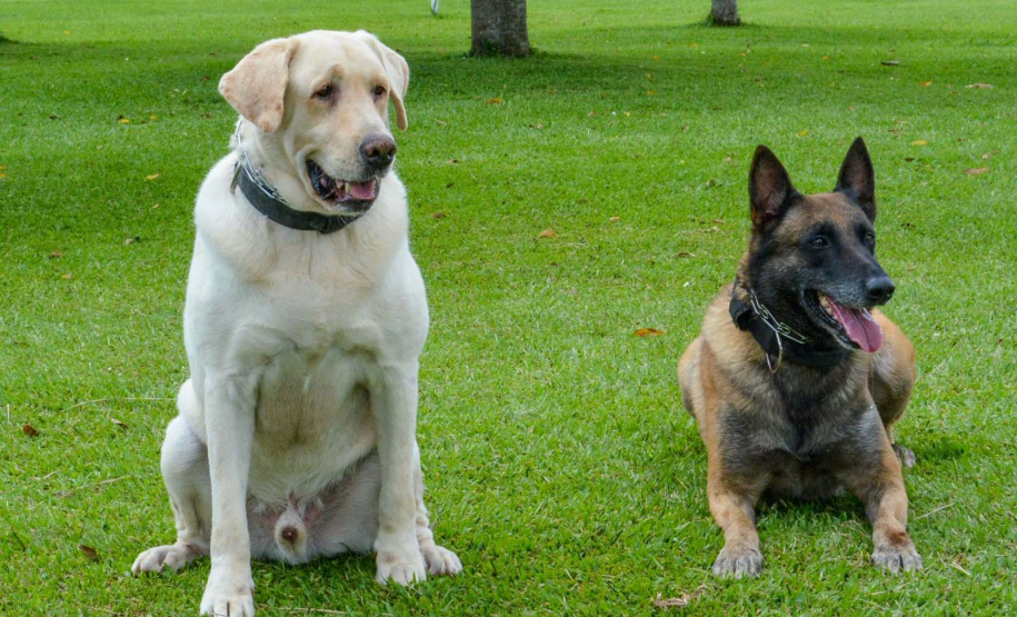 1ª Cãominhada das Forças Policiais vai movimentar São José dos Pinhais no domingo