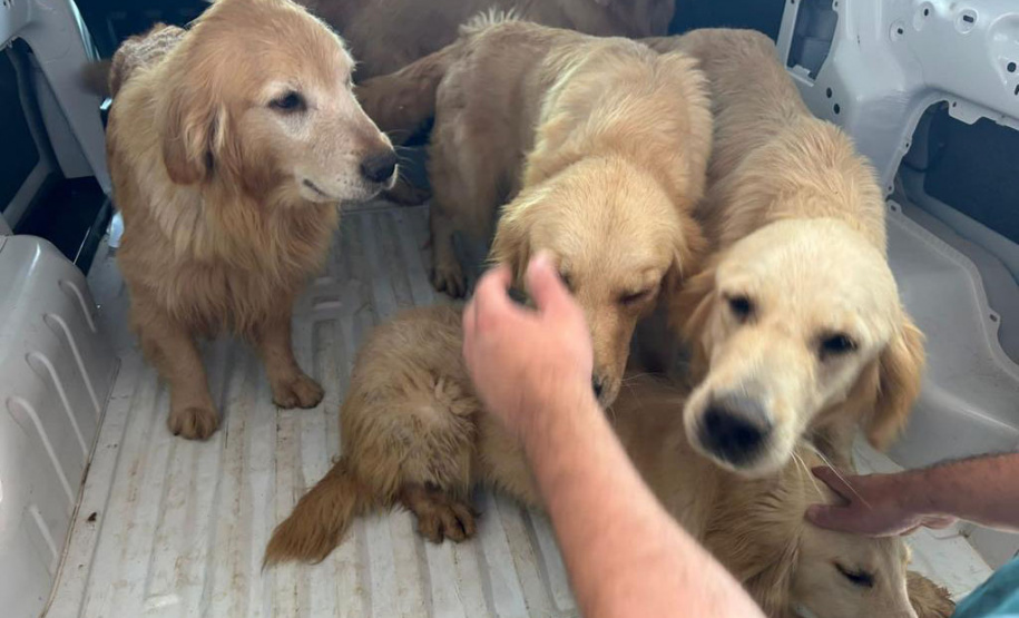 PCPR resgata 28 cães em situação de maus-tratos e prende homem em Piraí do Sul