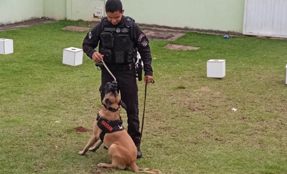 Projeto educativo sobre animais em CMEIs de Maringá tem apoio de cães da Polícia Penal