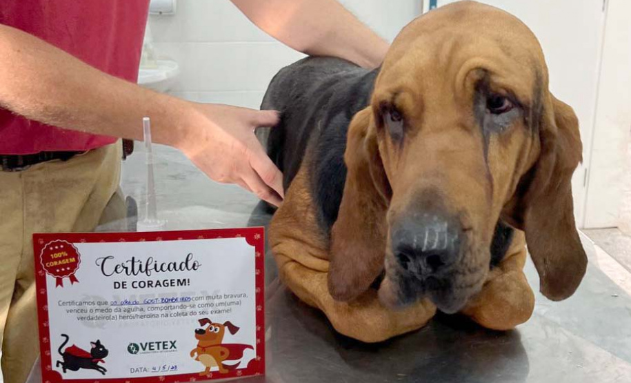 Ação do Corpo de Bombeiros incentiva doação de sangue canino para salvar vidas