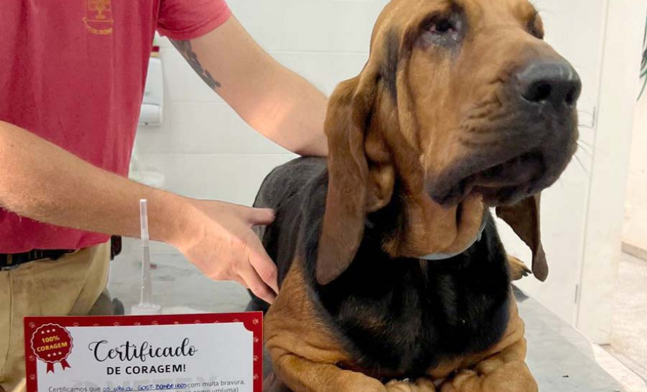 Ação do Corpo de Bombeiros incentiva doação de sangue canino para salvar vidas
