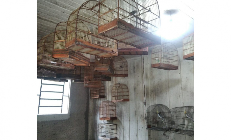 Polícia Militar resgata aves nativas e prende seis pessoas por crimes ambientais na RMC