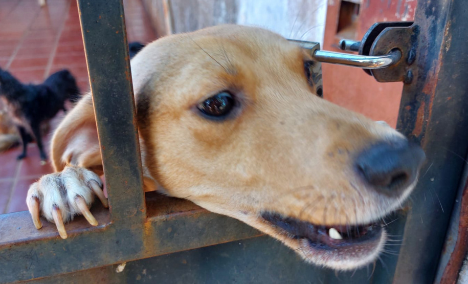 Polícia Penal doa camas e roupas pet feitas por detentos a abrigo de animais em Cascavel