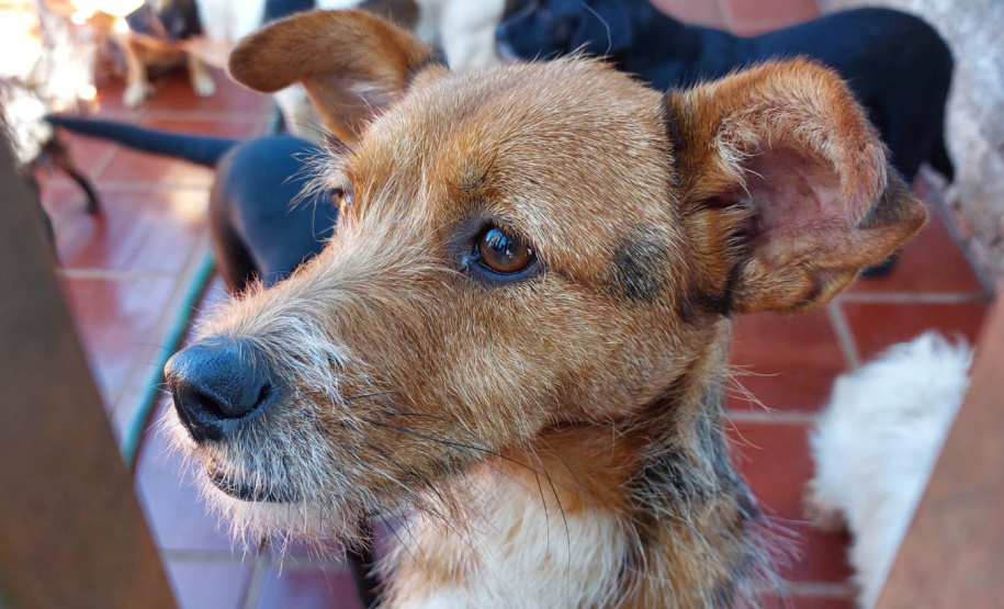 Polícia Penal doa camas e roupas pet feitas por detentos a abrigo de animais em Cascavel