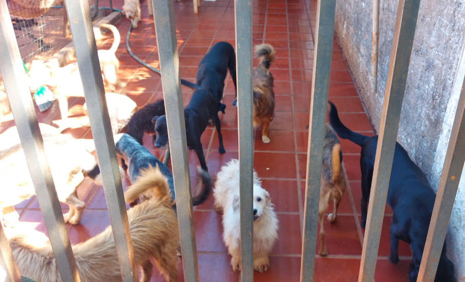 Polícia Penal doa camas e roupas pet feitas por detentos a abrigo de animais em Cascavel