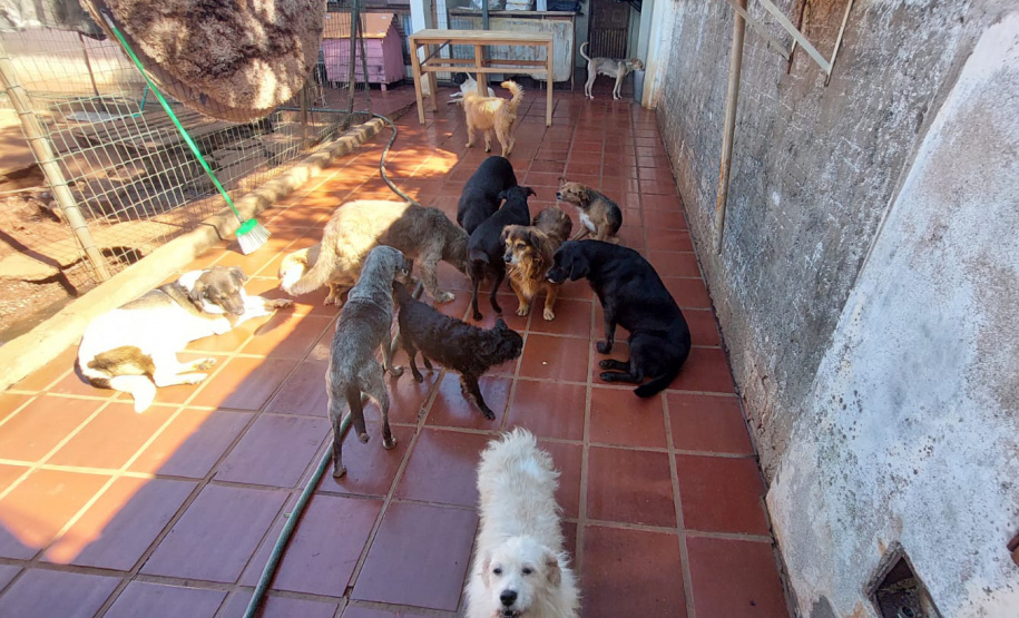 Polícia Penal doa camas e roupas pet feitas por detentos a abrigo de animais em Cascavel