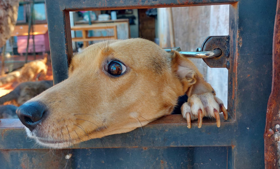 Polícia Penal doa camas e roupas pet feitas por detentos a abrigo de animais em Cascavel