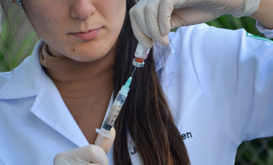 Cães de rua do Complexo Penitenciário de Piraquara são atendidos e vão à feira de adoção