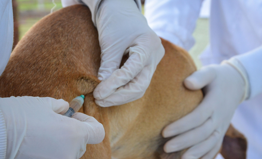 Cães de rua do Complexo Penitenciário de Piraquara são atendidos e vão à feira de adoção