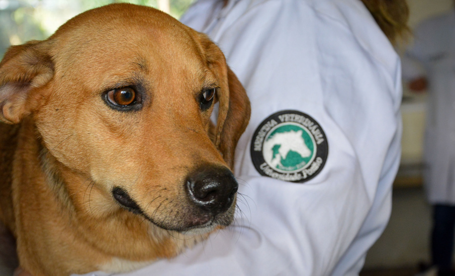 Cães de rua do Complexo Penitenciário de Piraquara são atendidos e vão à feira de adoção