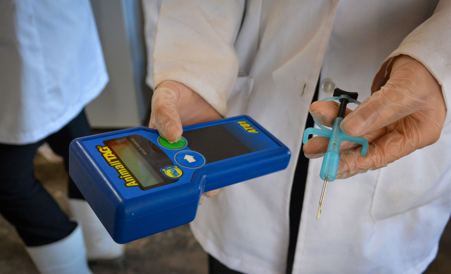 Cães de rua do Complexo Penitenciário de Piraquara são atendidos e vão à feira de adoção