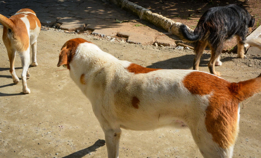 Cães de rua do Complexo Penitenciário de Piraquara são atendidos e vão à feira de adoção