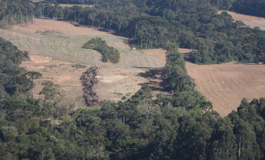 Polícia Militar apreende madeira ilegal durante operação no Sul do Paraná