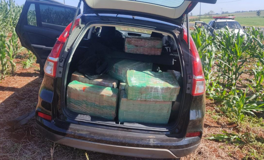 Apreensão de maconha aumenta 64% no Paraná nos primeiros cinco meses de 2023