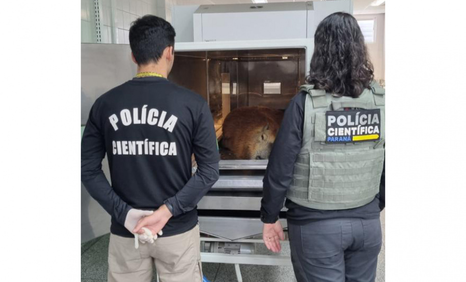 Polícia Científica do Paraná tem novo espaço para realizar necropsia em animais