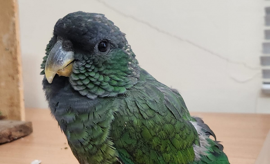 PCPR e PMPR prendem homem por tráfico de animais silvestres e outros dois por posse ilegal de arma de fogo