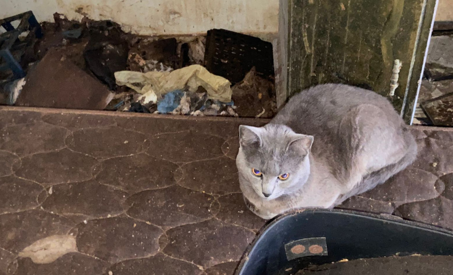 PCPR resgata 17 animais que sofriam maus-tratos em casa na Cidade Industrial de Curitiba