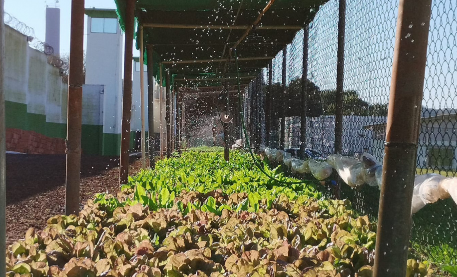 Projeto Semear, da Polícia Penal, fornece produtos orgânicos a escola de Foz do Iguaçu