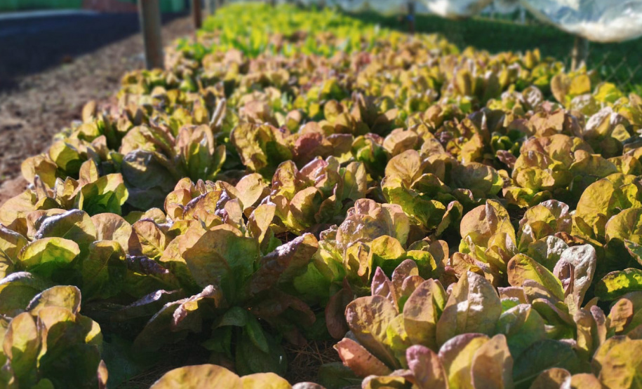 Projeto Semear, da Polícia Penal, fornece produtos orgânicos a escola de Foz do Iguaçu