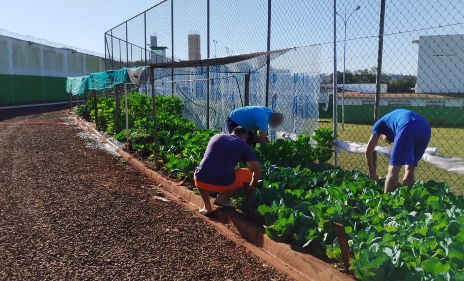 Projeto Semear, da Polícia Penal, fornece produtos orgânicos a escola de Foz do Iguaçu
