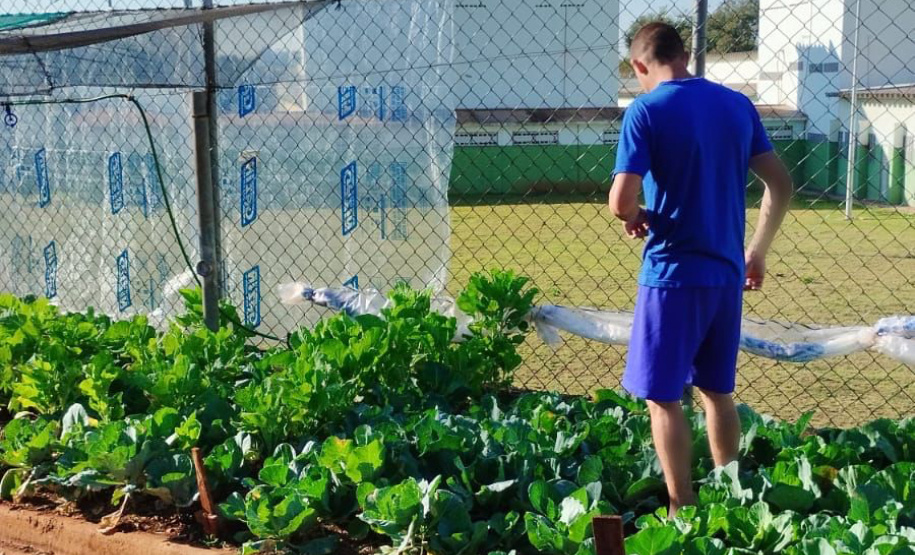 Projeto Semear, da Polícia Penal, fornece produtos orgânicos a escola de Foz do Iguaçu