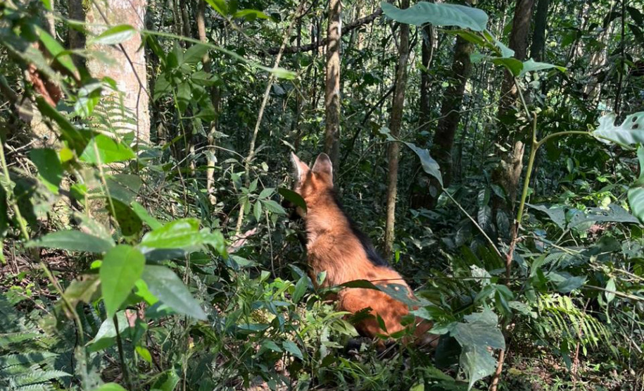 Batalhão da Policia Militar é visistado por Lobo-Guará no Paraná