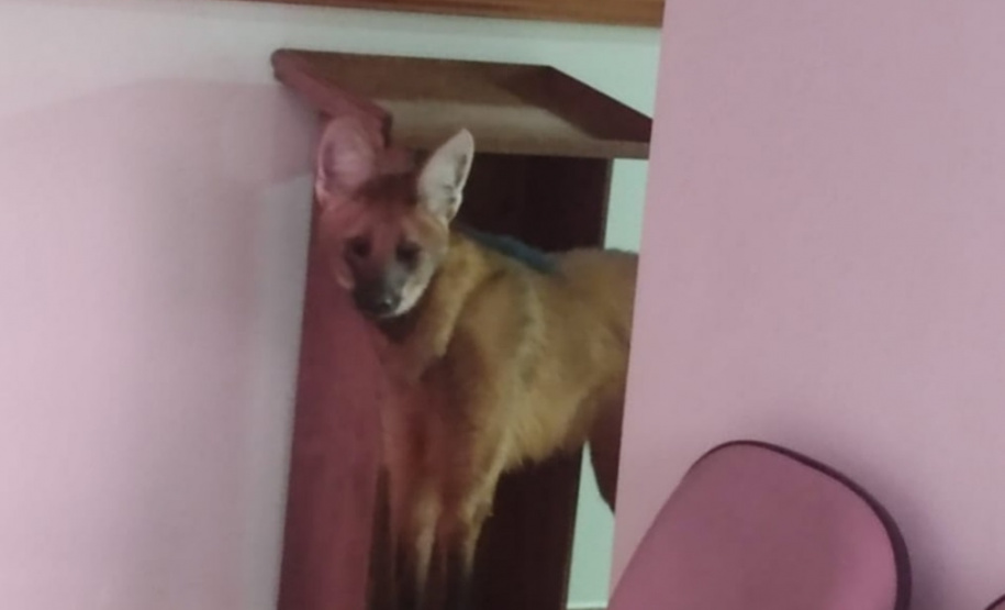 Batalhão da Policia Militar é visistado por Lobo-Guará no Paraná