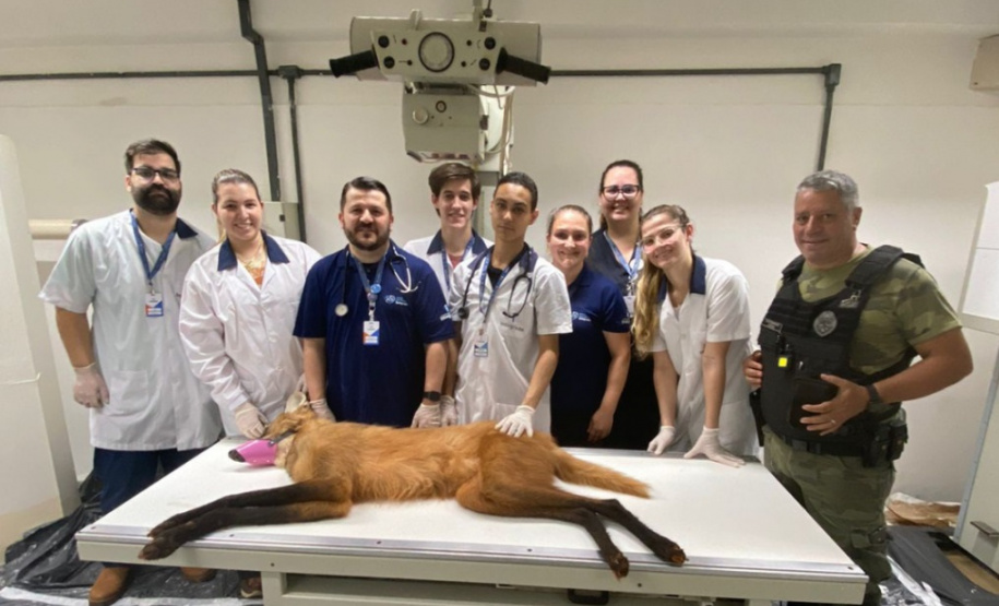 Batalhão da Policia Militar é visistado por Lobo-Guará no Paraná