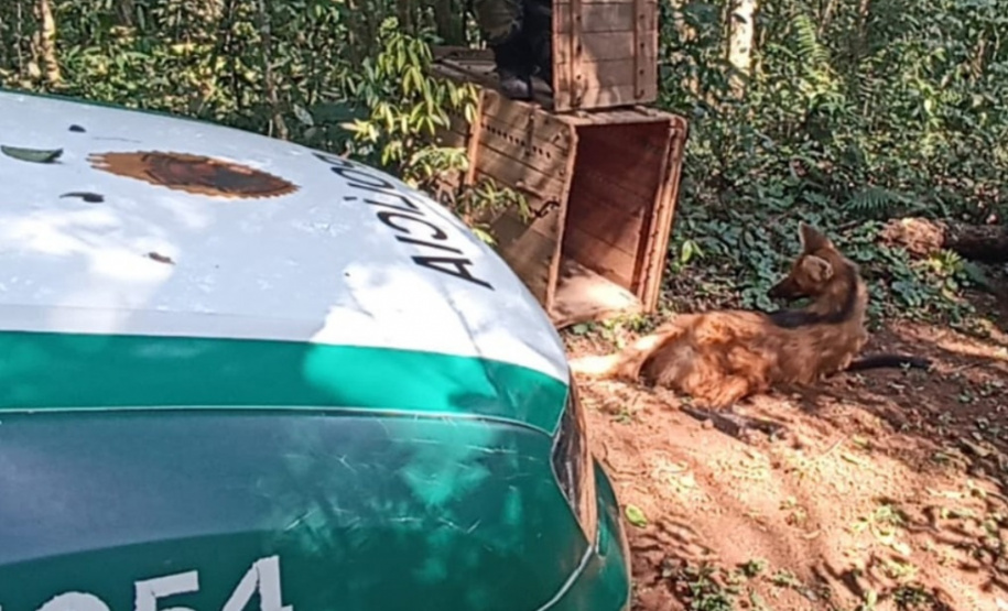 Batalhão da Policia Militar é visistado por Lobo-Guará no Paraná