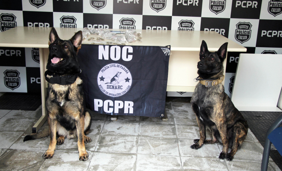 Batalhão de Polícia Rodoviária apreende 550 kg de maconha e recupera veículo roubado em Chopinzinho no Paraná