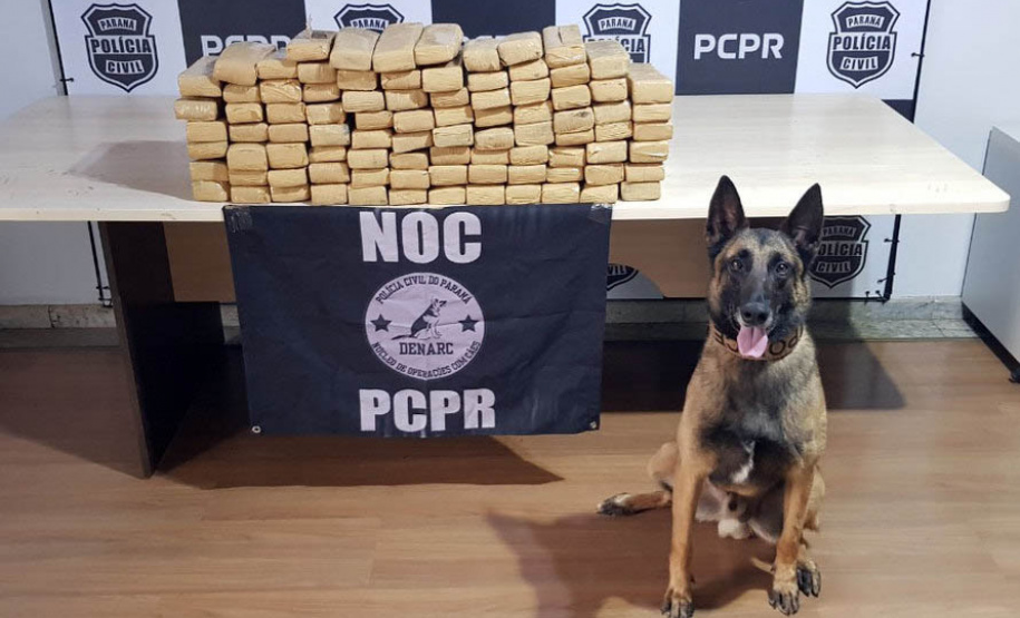 Batalhão de Polícia Rodoviária apreende 550 kg de maconha e recupera veículo roubado em Chopinzinho no Paraná