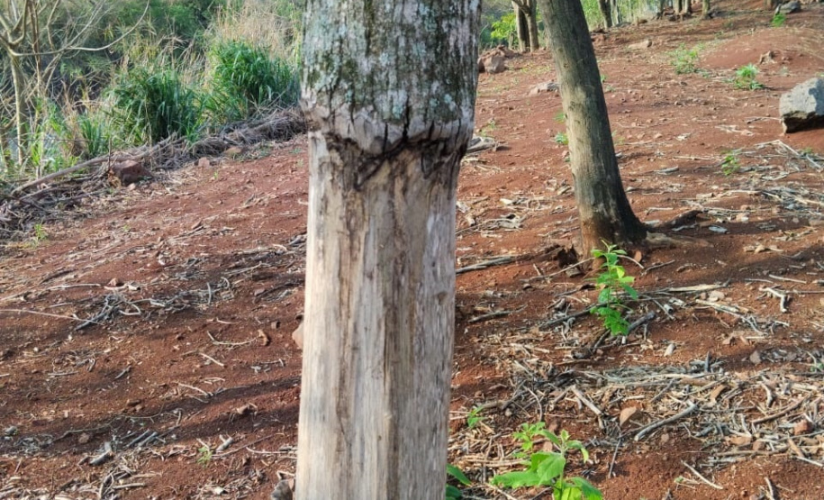 PM flagra crimes ambientais em Altamira do Paraná e Maringá