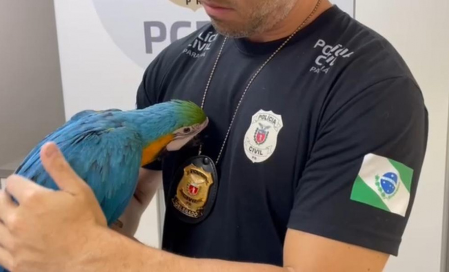 PCPR prende homem por tráfico de animais silvestres e resgata arara em Curitiba