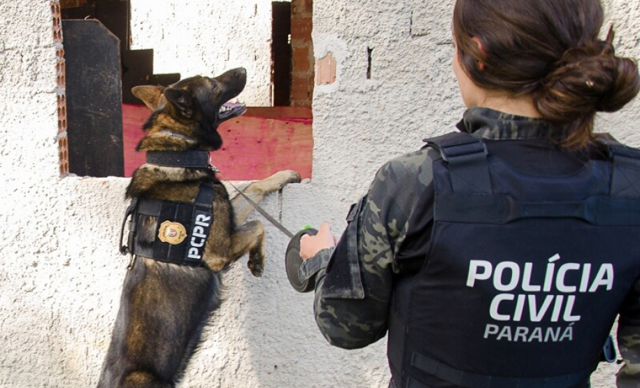 Ações com cães policiais da PCPR resultam na apreensão de 87% mais armas em 2023
