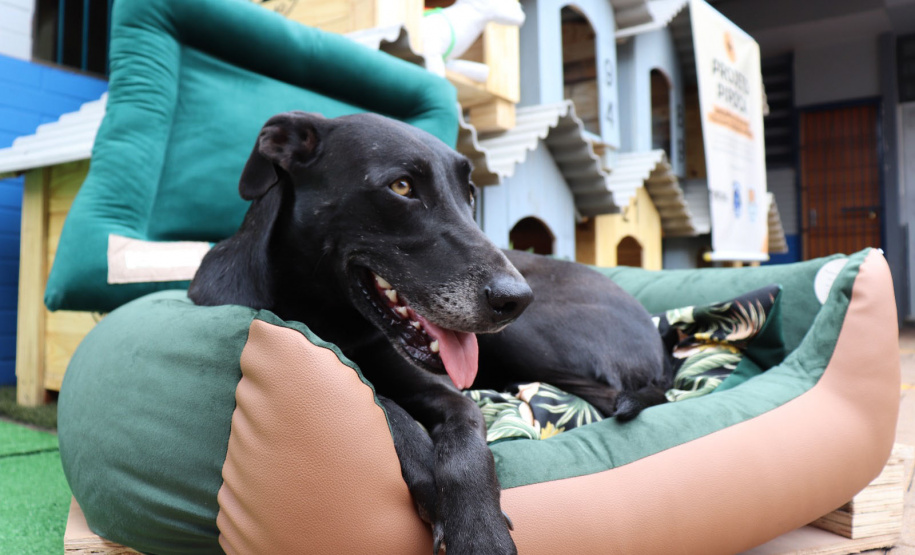 POLÍCIA PENAL - PROJETO PIPOCA