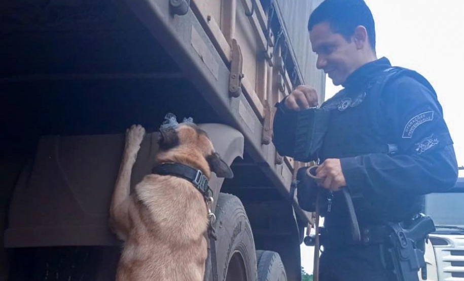 Vinte cães policiais reforçam operações da Polícia Penal do Paraná