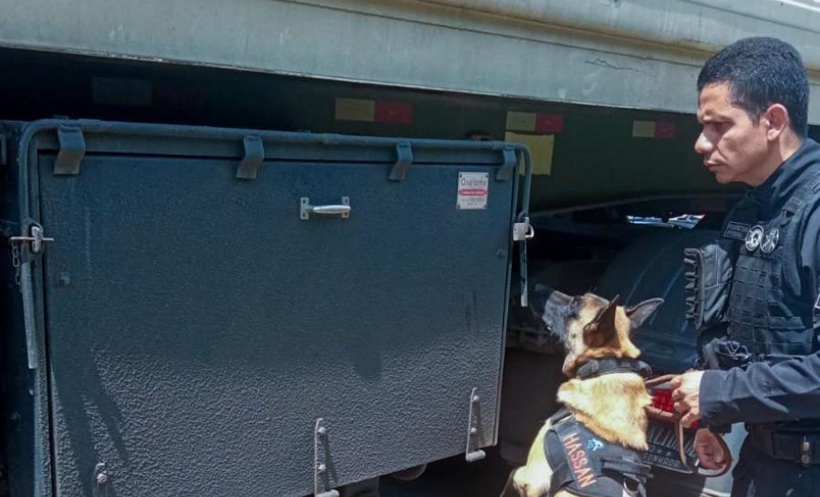 Vinte cães policiais reforçam operações da Polícia Penal do Paraná