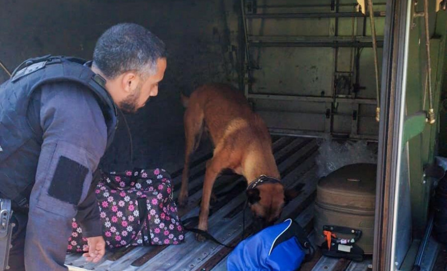 Vinte cães policiais reforçam operações da Polícia Penal do Paraná