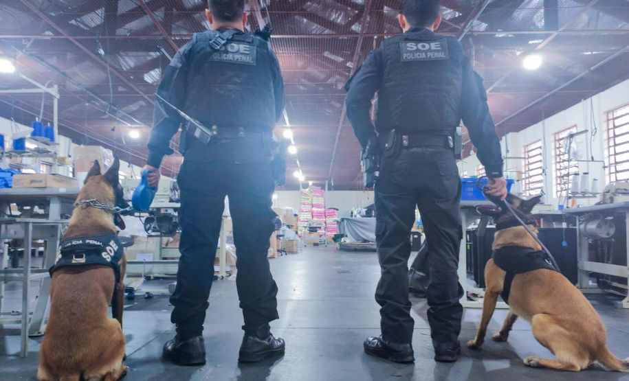 Vinte cães policiais reforçam operações da Polícia Penal do Paraná
