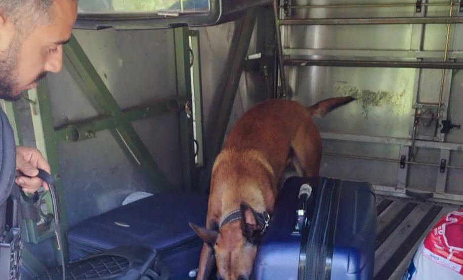 Vinte cães policiais reforçam operações da Polícia Penal do Paraná