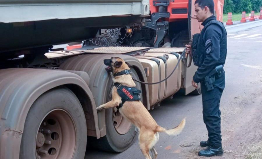 Vinte cães policiais reforçam operações da Polícia Penal do Paraná