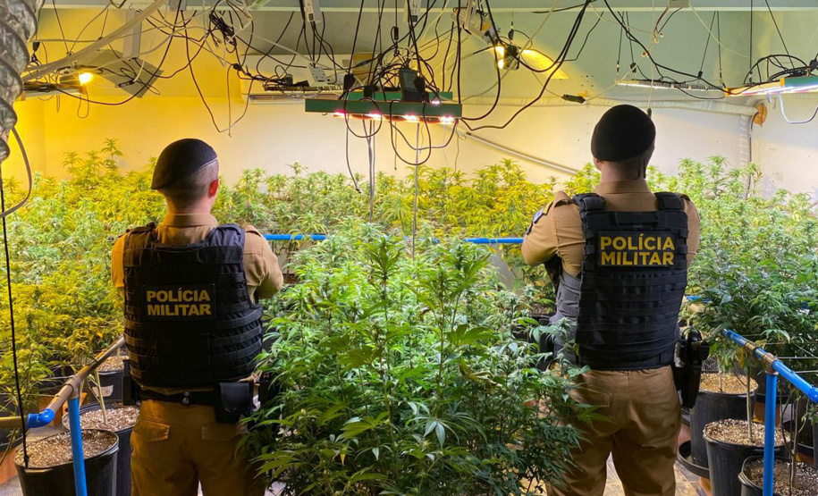 Polícia Militar encontra laboratório com 151 pés de maconha em Colombo