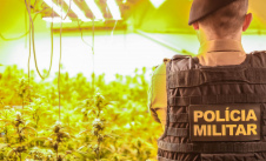 Polícia Militar encontra laboratório com 151 pés de maconha em Colombo
